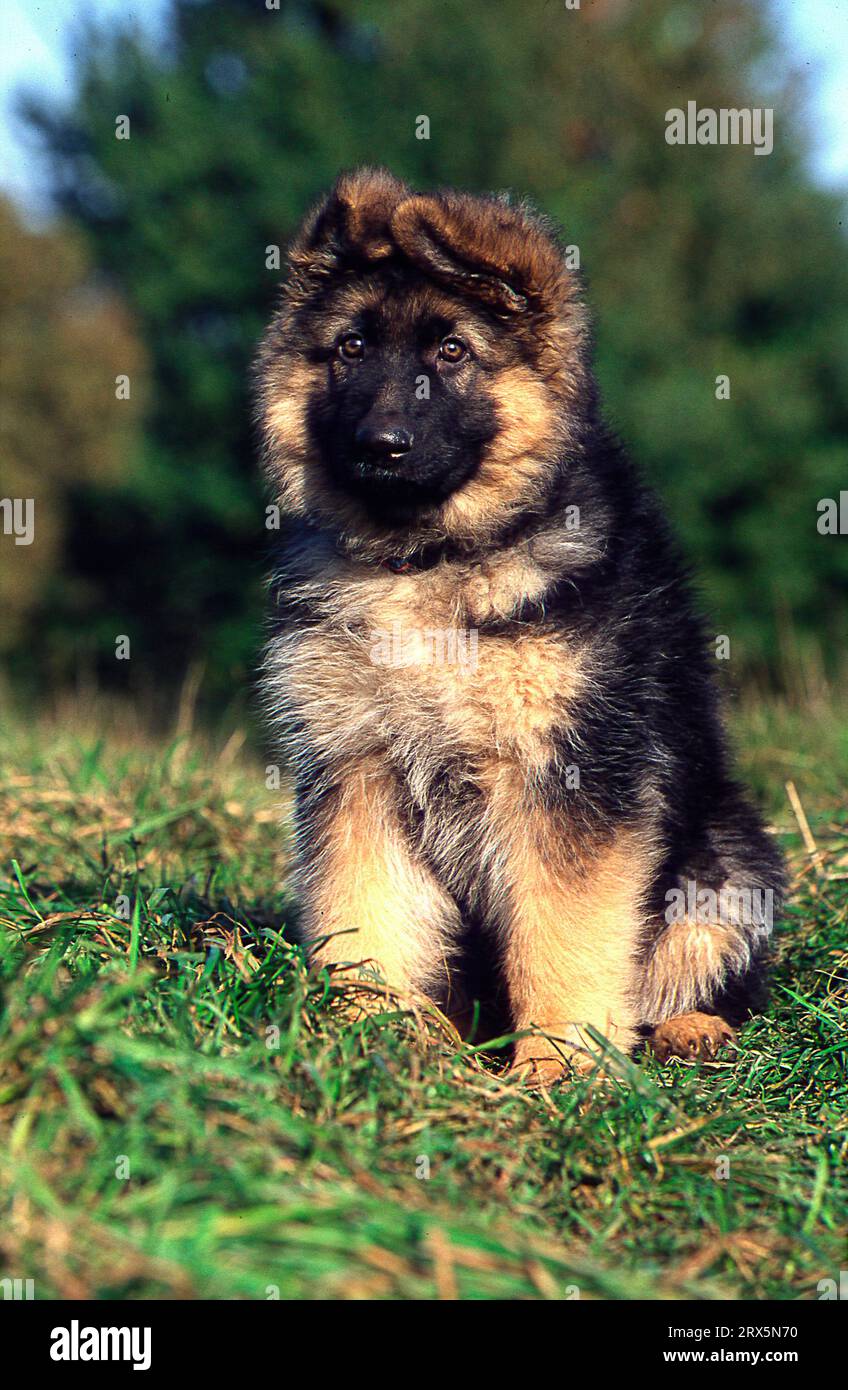 Long hair alsatian hires stock photography and images Alamy — free download