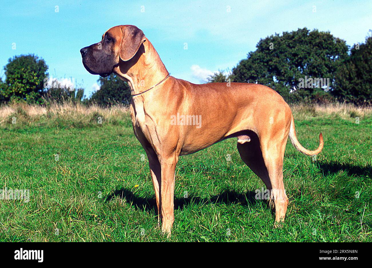 Great dane hotsell german mastiff
