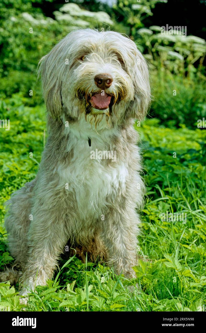 Bearded sheepdog hi-res stock photography and images - Alamy