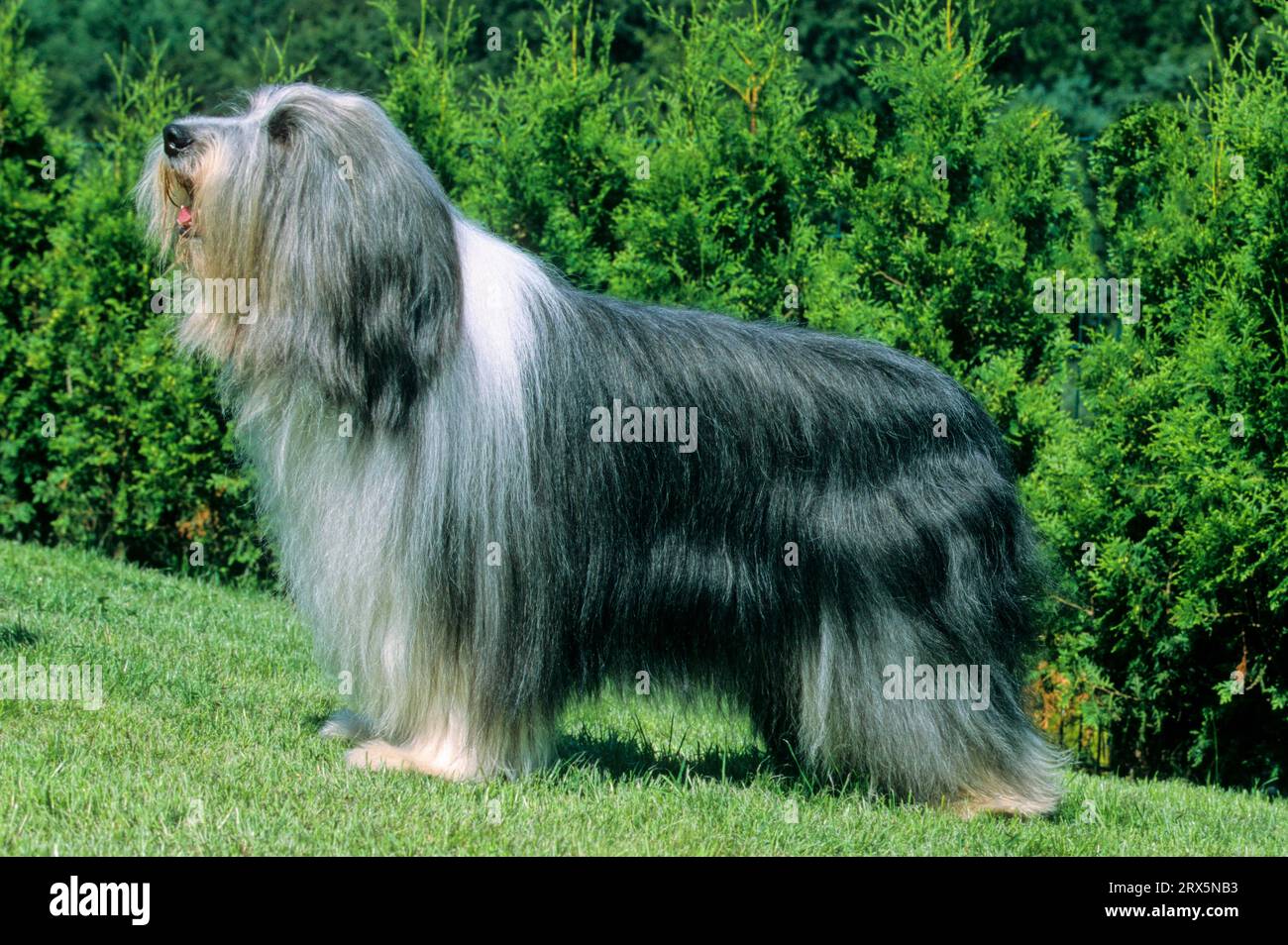 Bobtail and Bearded Collies, Old English Shepherd Dog Stock Photo - Alamy