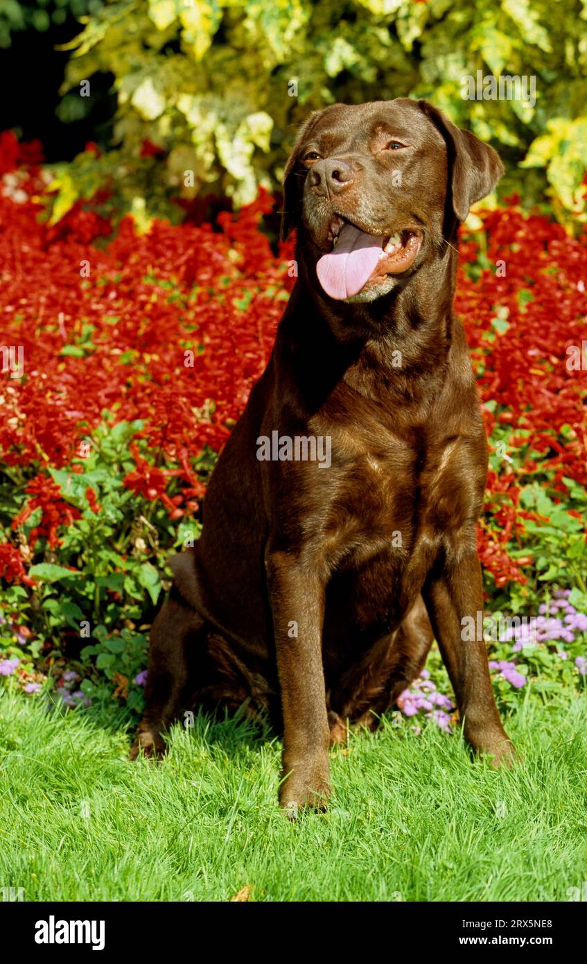 Brown Labrador (chocolate brown), Labrador Retriever, FCI, Standard No ...