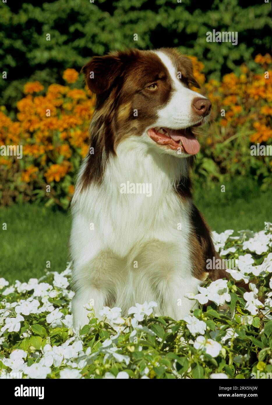 ★COURONNE★ Collie Miniature (Khaki)_RCBDX24644KHX s-l1200.jpg