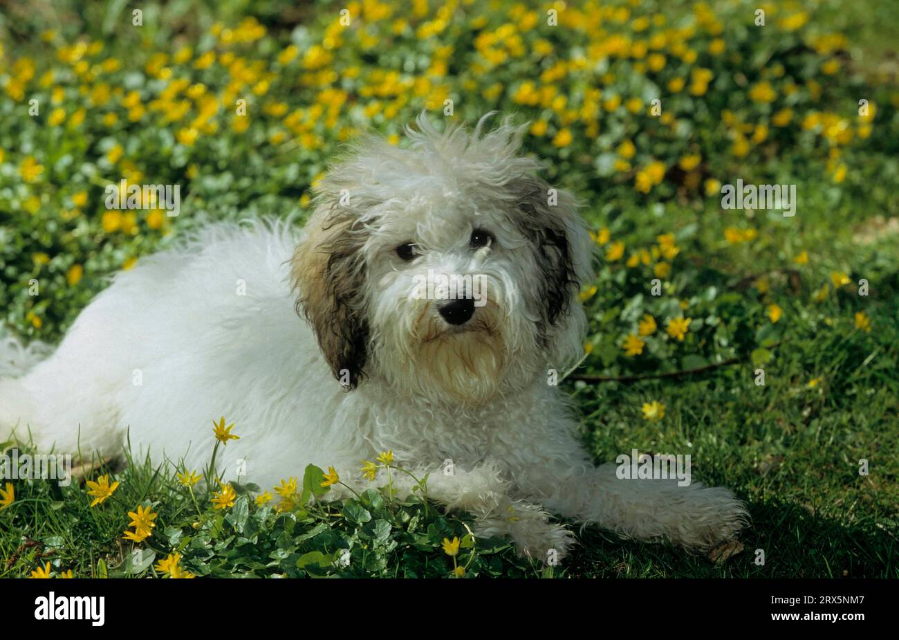 Poodle mix, mixed breed dog, crossbreed Stock Photo