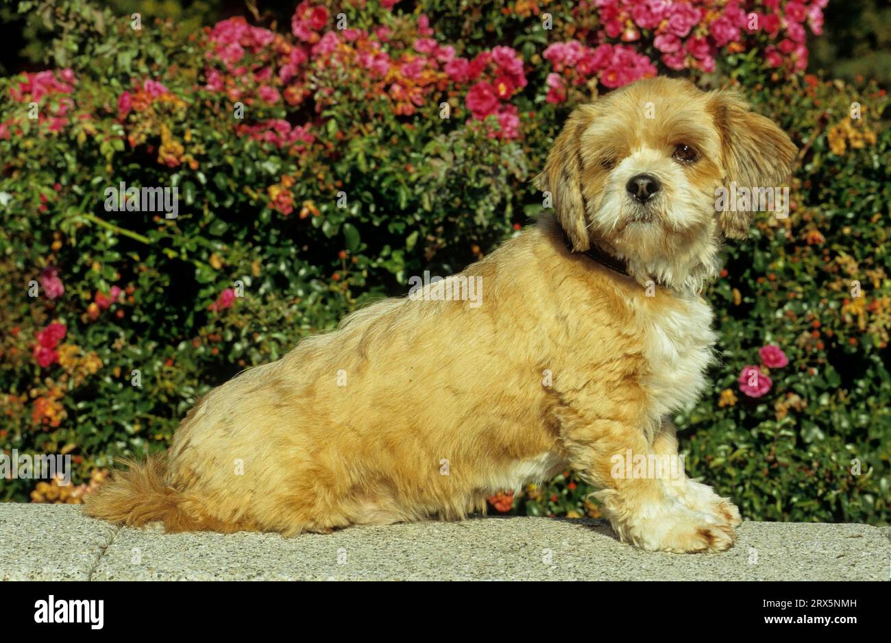 Lhasa apso on sale cavalier mix