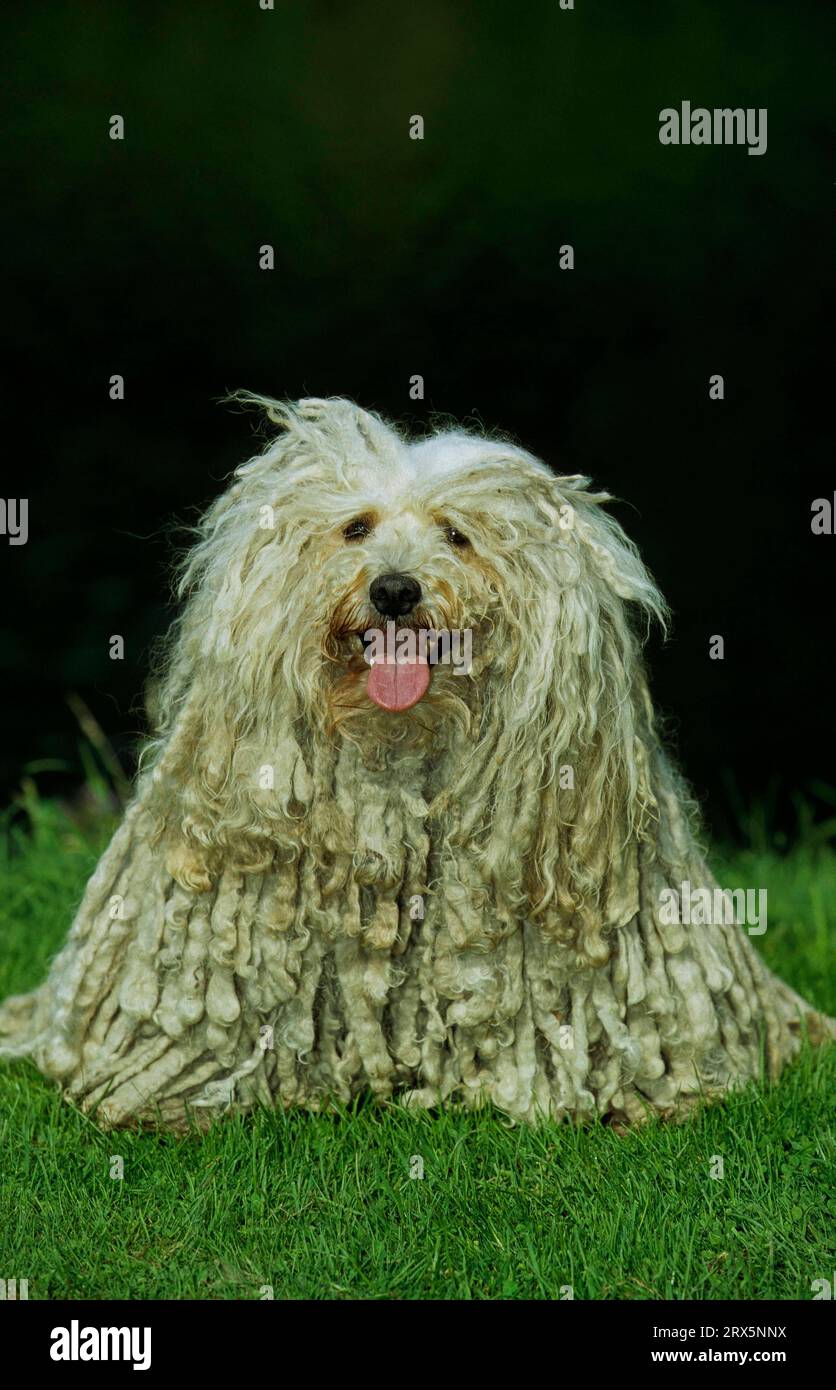 Puli, 9 years, Hungarian dog breed, FCI, Standard No. 55 Stock Photo