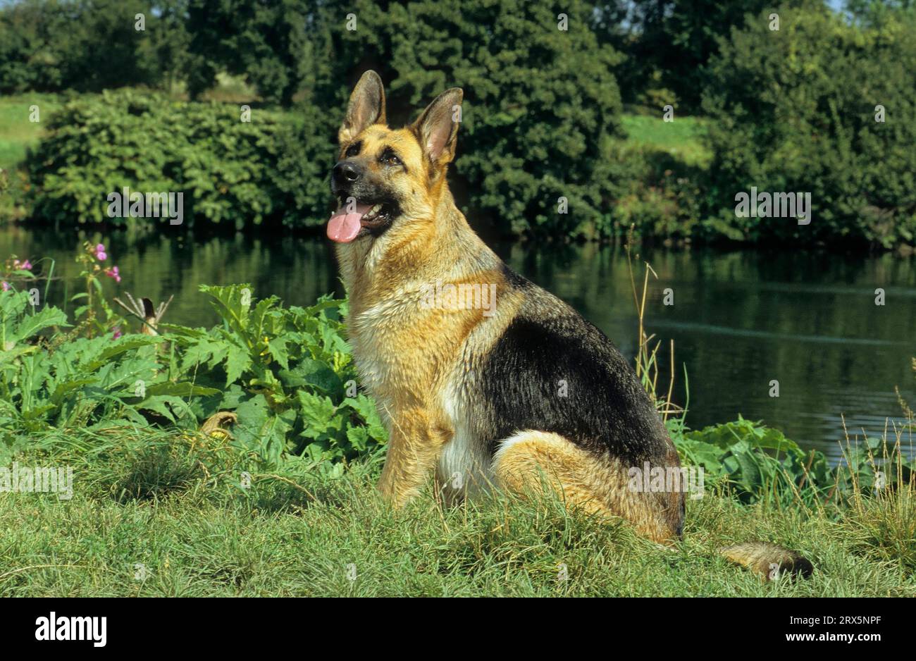 Fci dog hi-res stock photography and images - Alamy