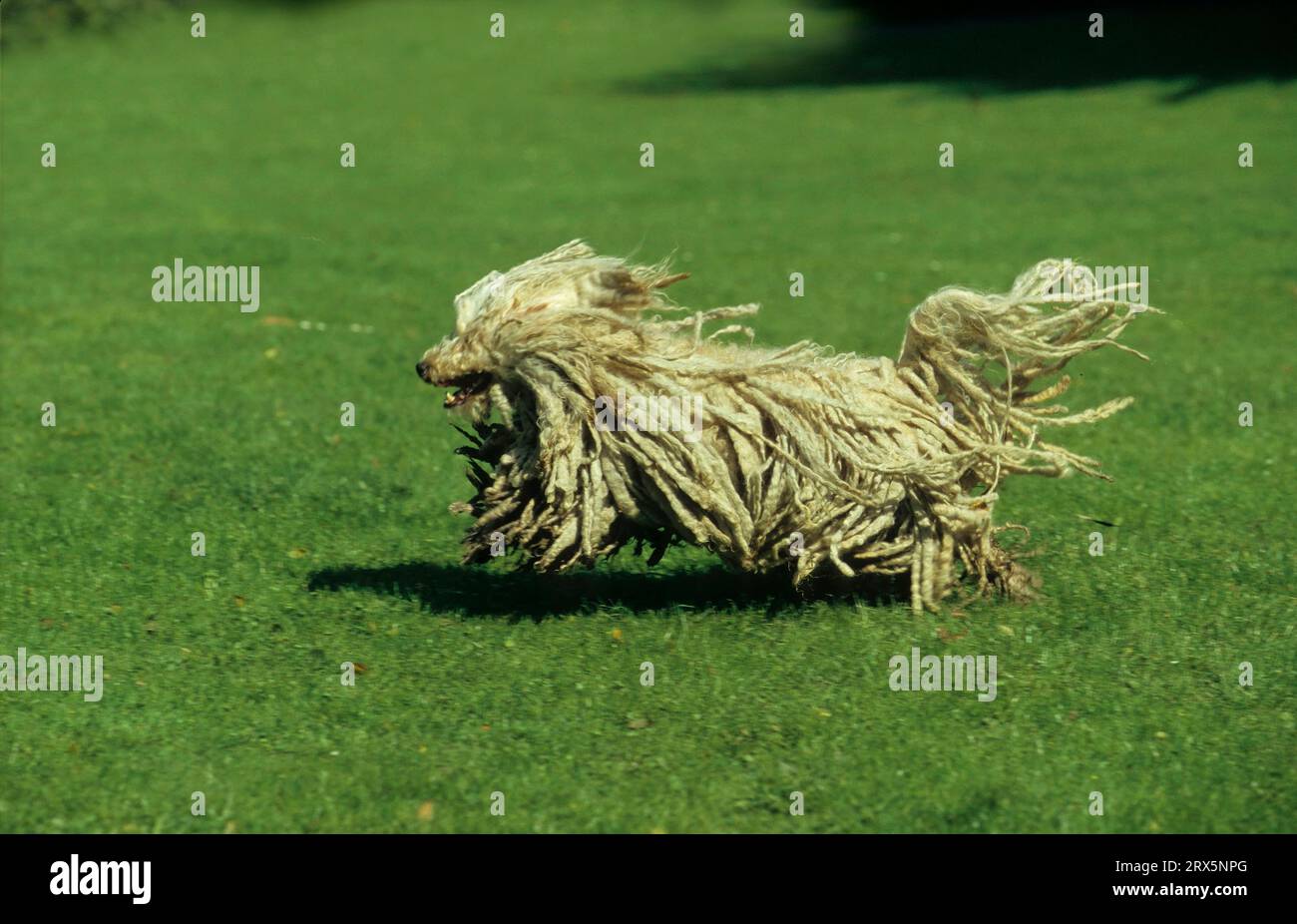 Puli, 9 years, Hungarian dog breed, FCI, Standard No. 55 Stock Photo