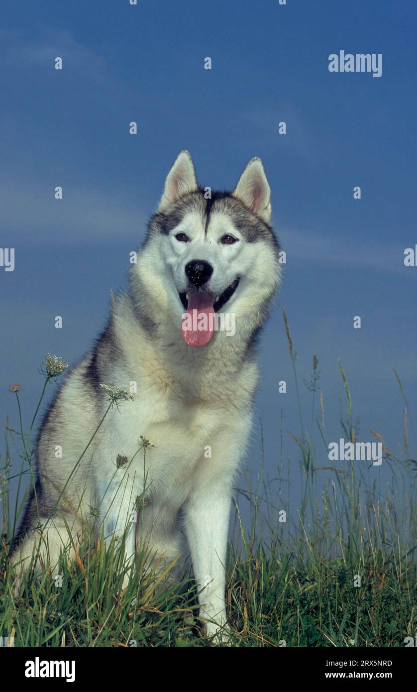 Nordic husky 2025
