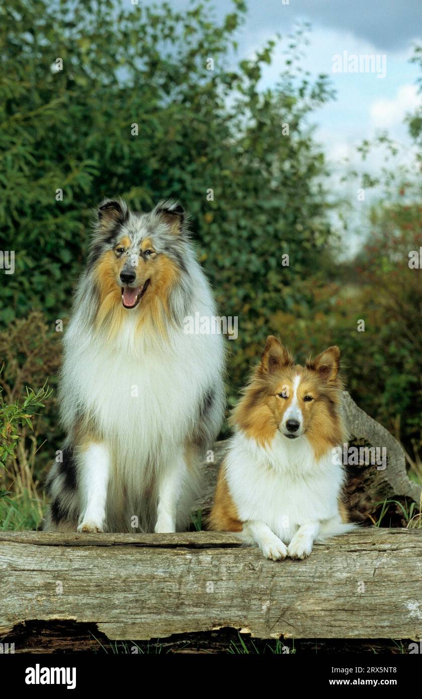 Lassie dogs hi-res stock photography and images - Alamy