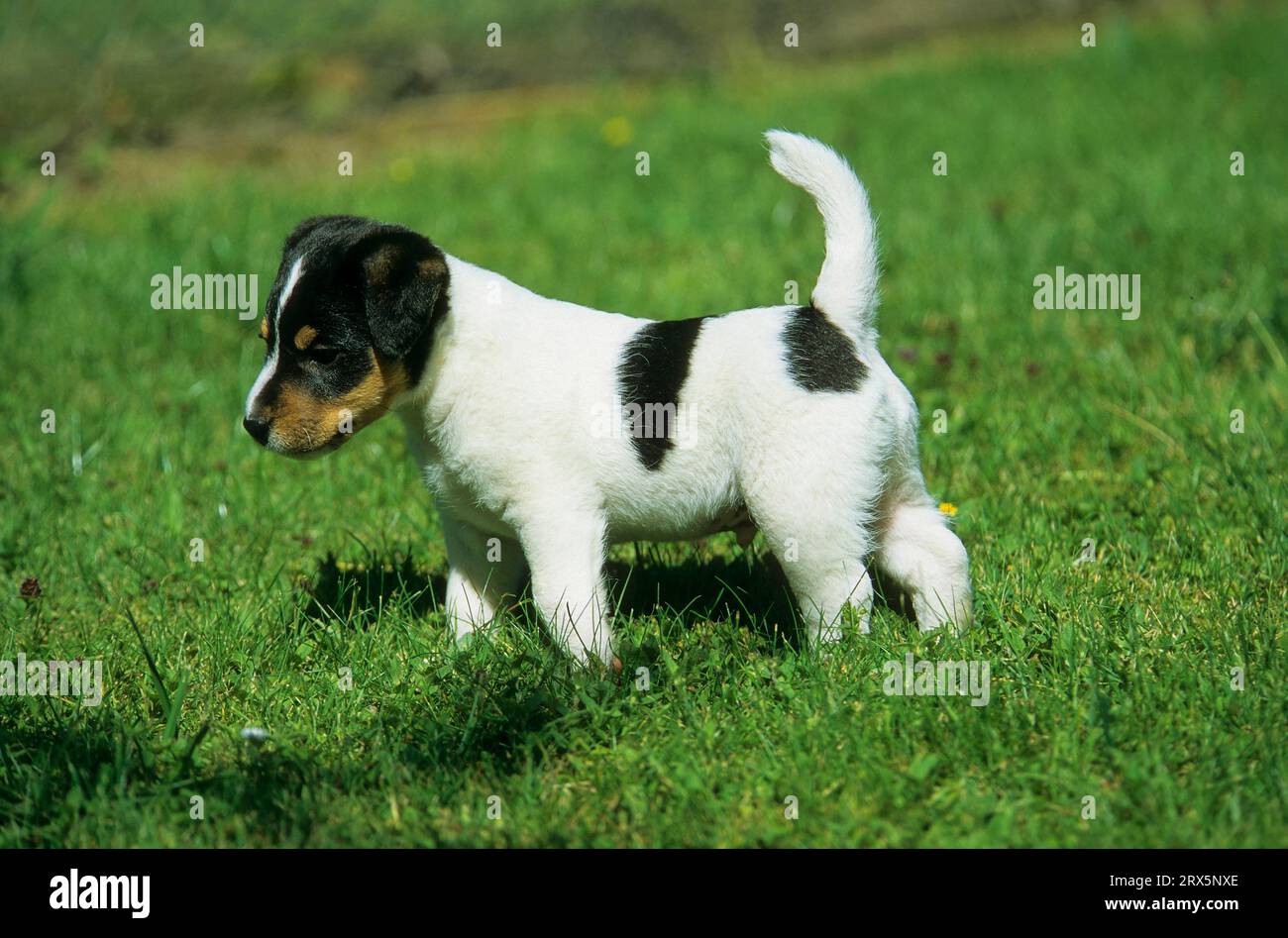 Jack Russell Terrier FCI Standard No. 345 Stock Photo Alamy