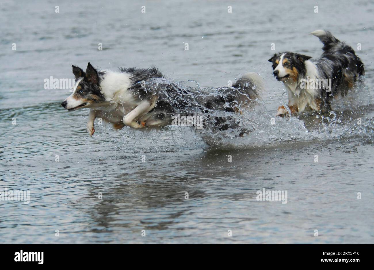 Blue Merle Border Collie X Retriever Blue Merle Aussie Golden Retriever Mix  Blue Merle Retriever (Blue, image size:1300x941