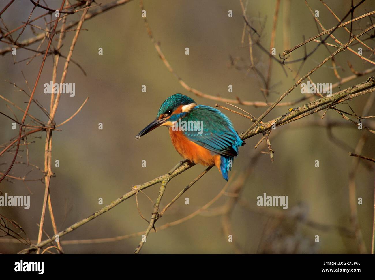 Common kingfisher (Alcedo atthis) (Alcedo ispida) Stock Photo