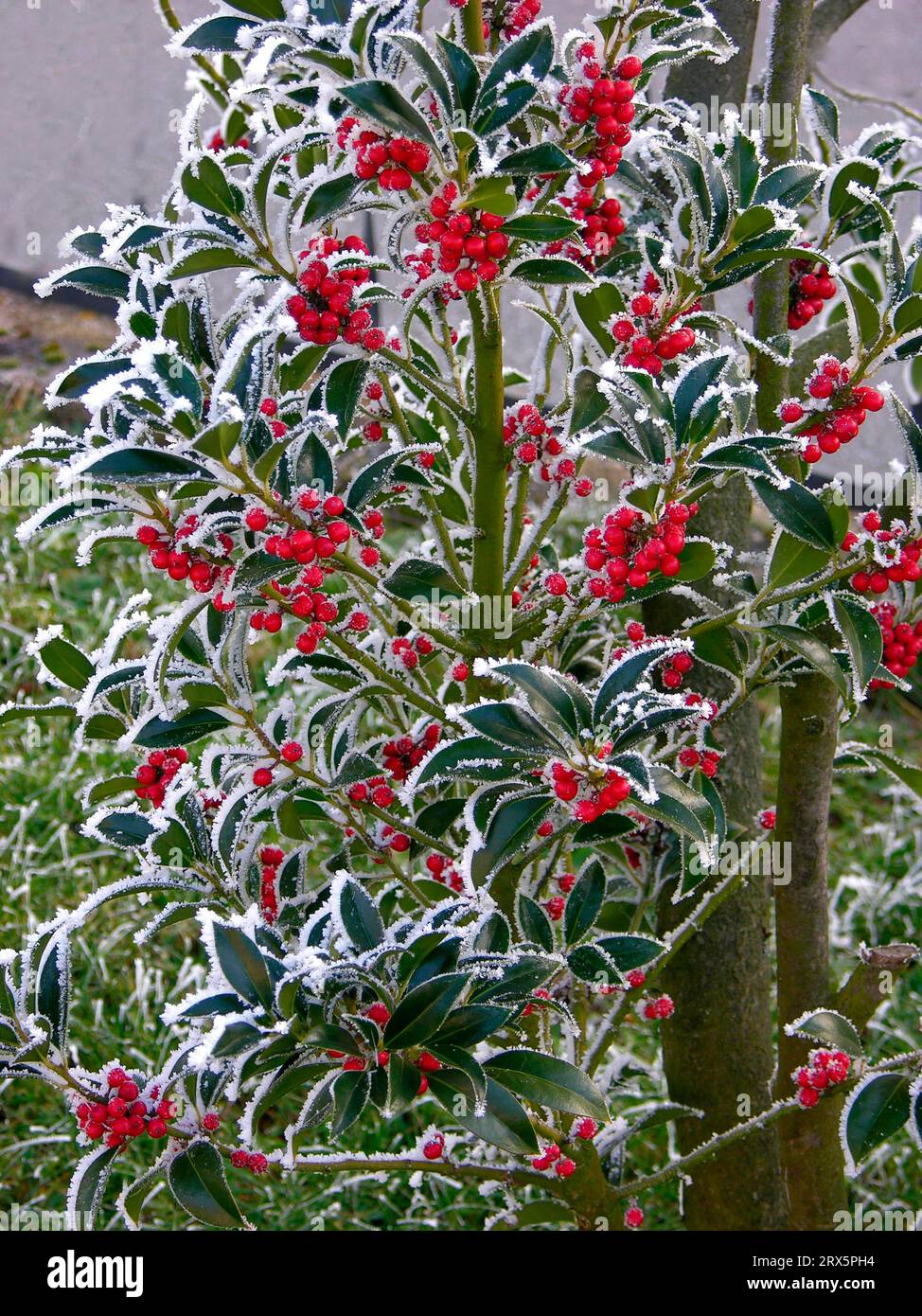 Rustic Holly Holly bush in winter garden hi-res stock photography and images - Alamy