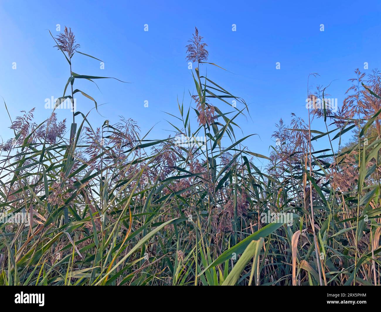 Havel, east bank, common reed (Phragmites australis), marsh plant ...