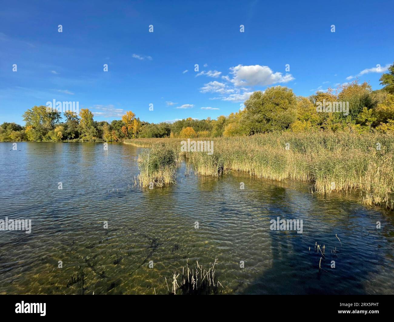 Havel, east bank, common reed (Phragmites australis), marsh plant ...
