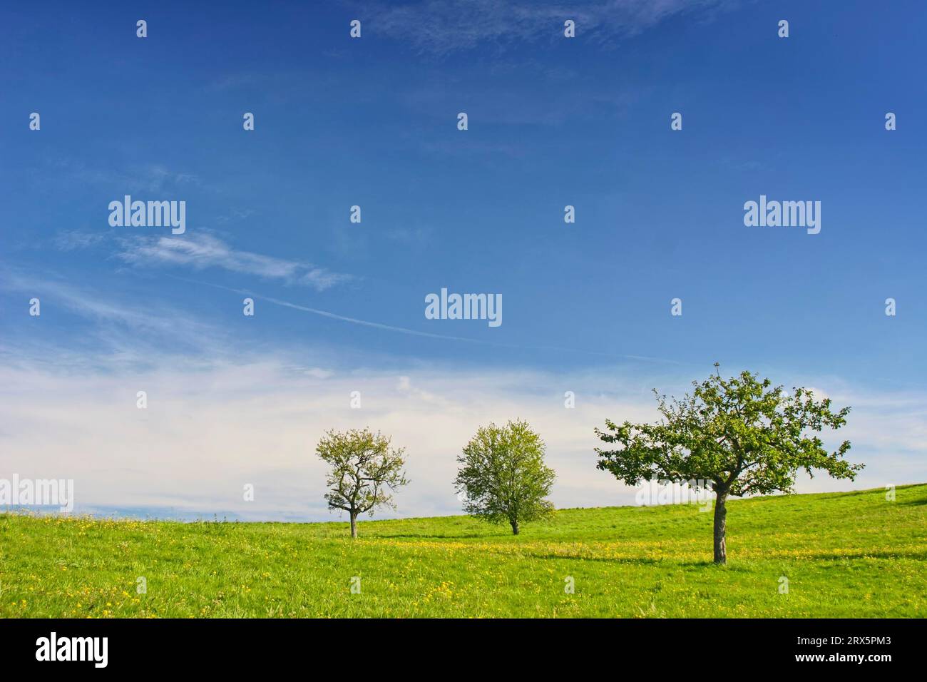 The three trees in summer hi-res stock photography and images - Alamy