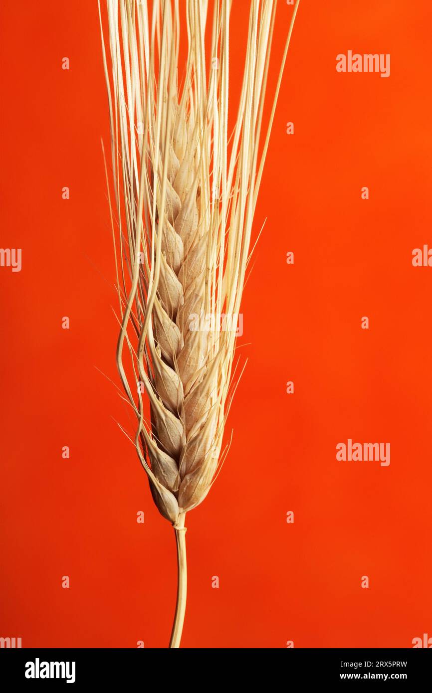 Ripe barley seedhead on red Stock Photo