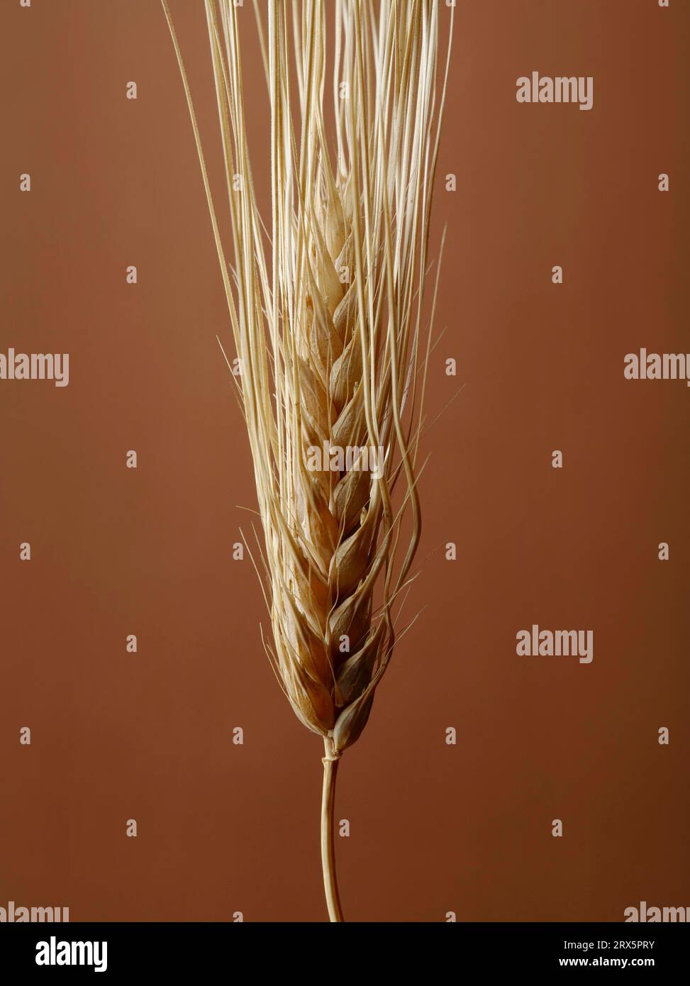 Barley seedhead on brown background Stock Photo