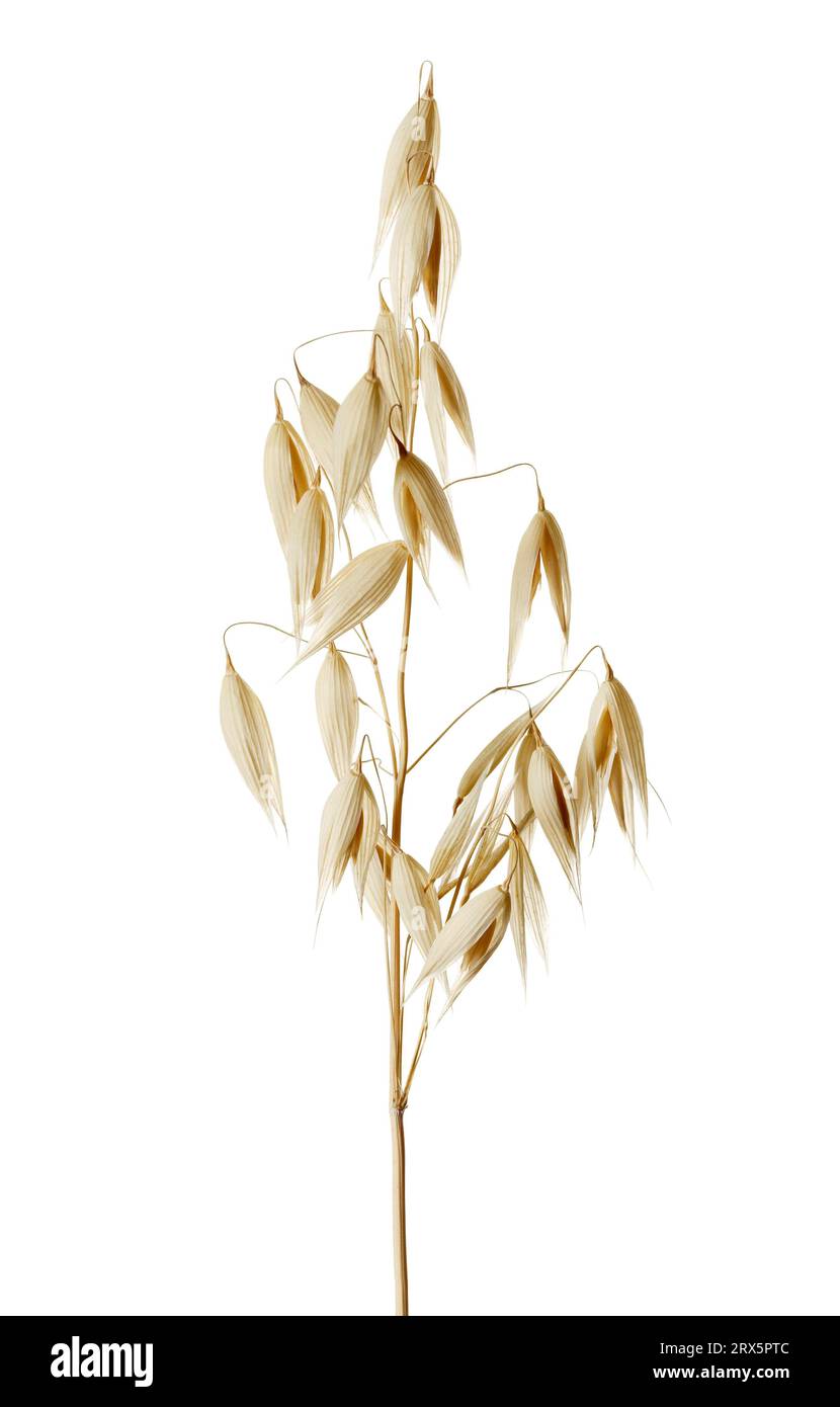 The common oat (Avena sativa) is a species of cereal grain grown for its seed Stock Photo