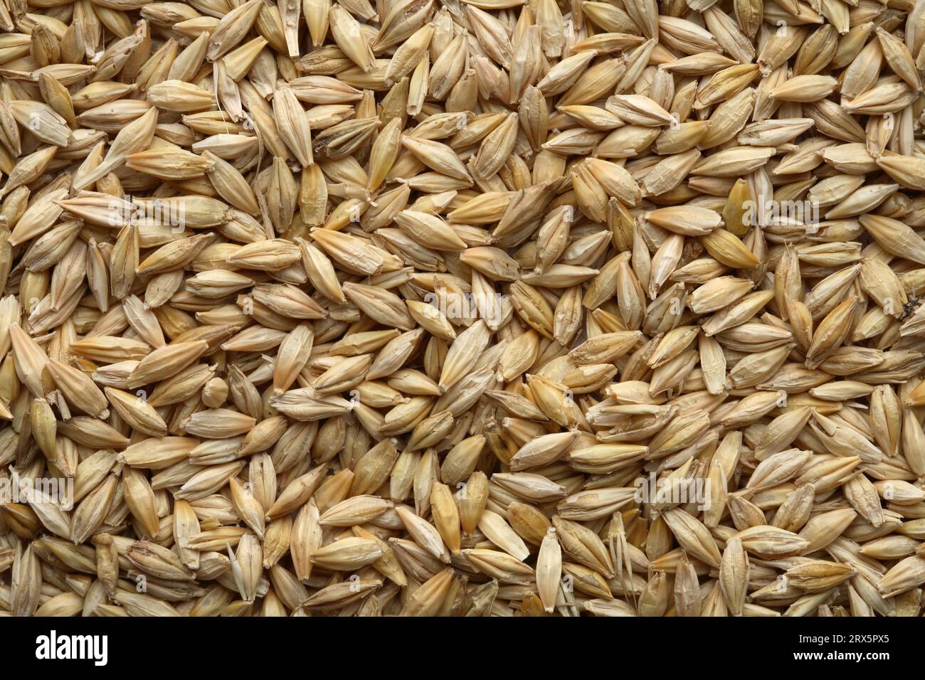Barley seeds directly from the field Stock Photo