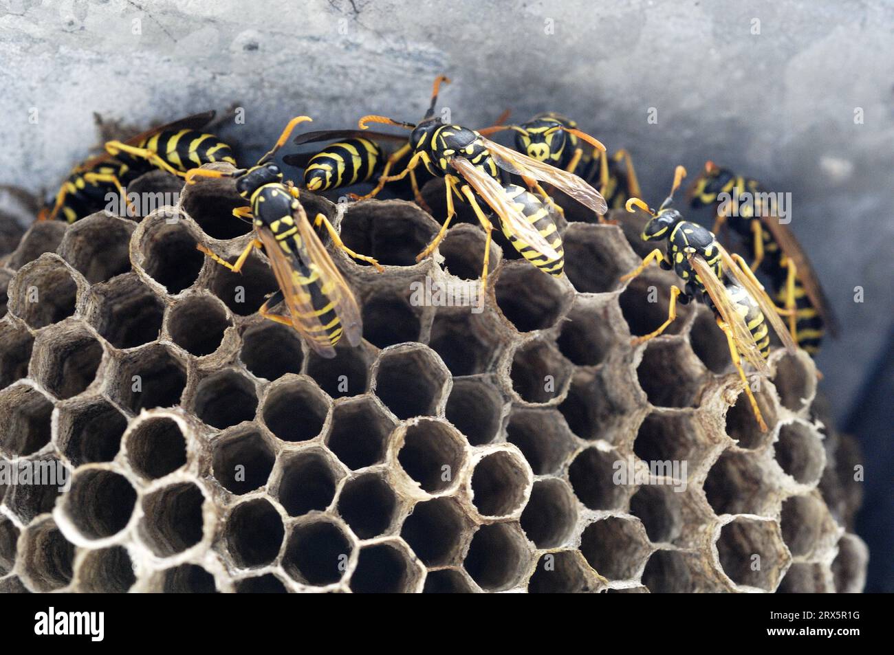 Wwasp Comb Wasps with nest, honeycomb Stock Photo - Alamy