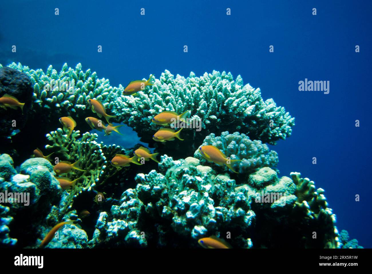 Red Sea Flagfish on the Reef, Red Sea, Egypt Stock Photo