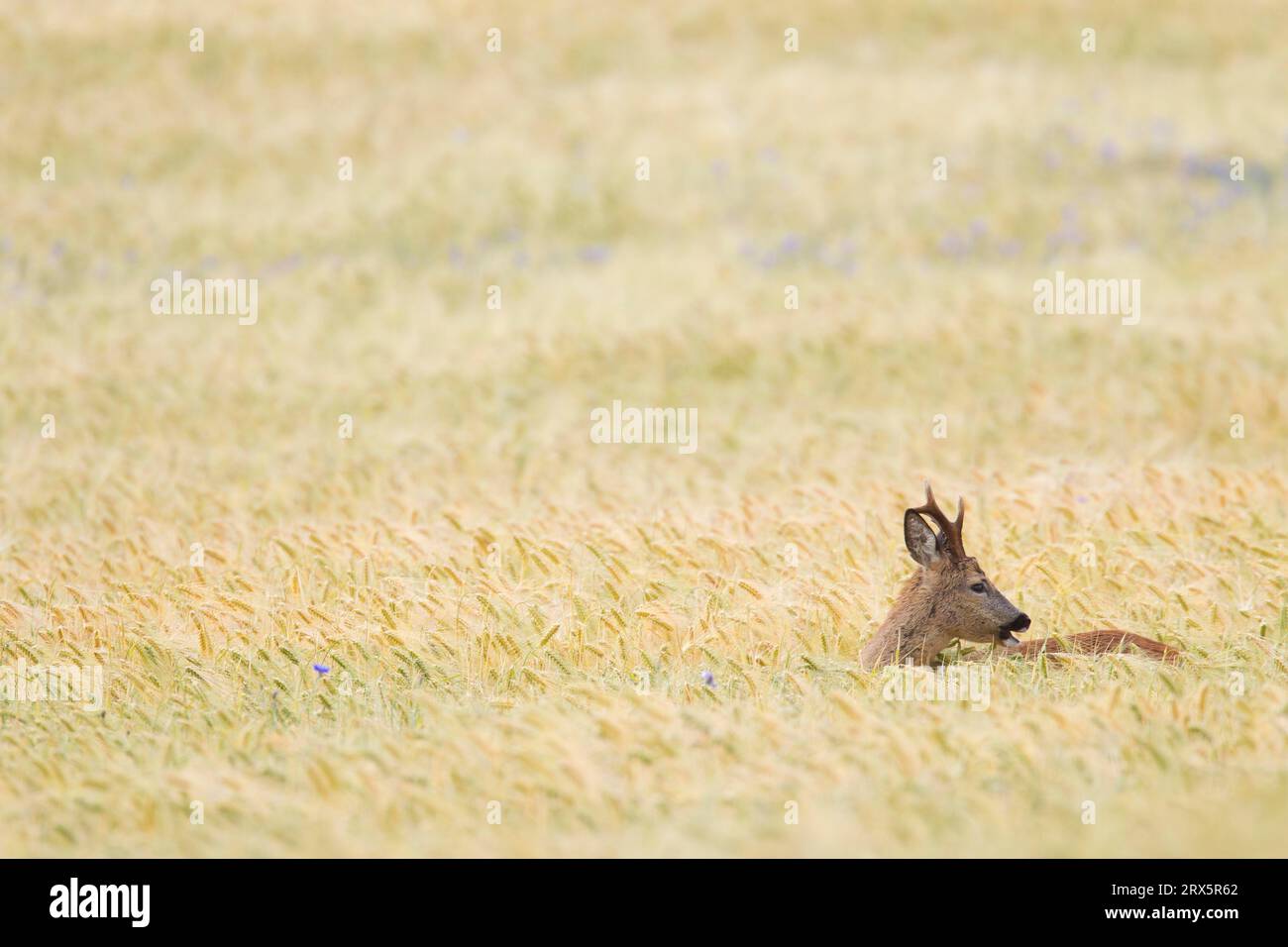 European roe deers (Capreolus capreolus) in a Barley Field with