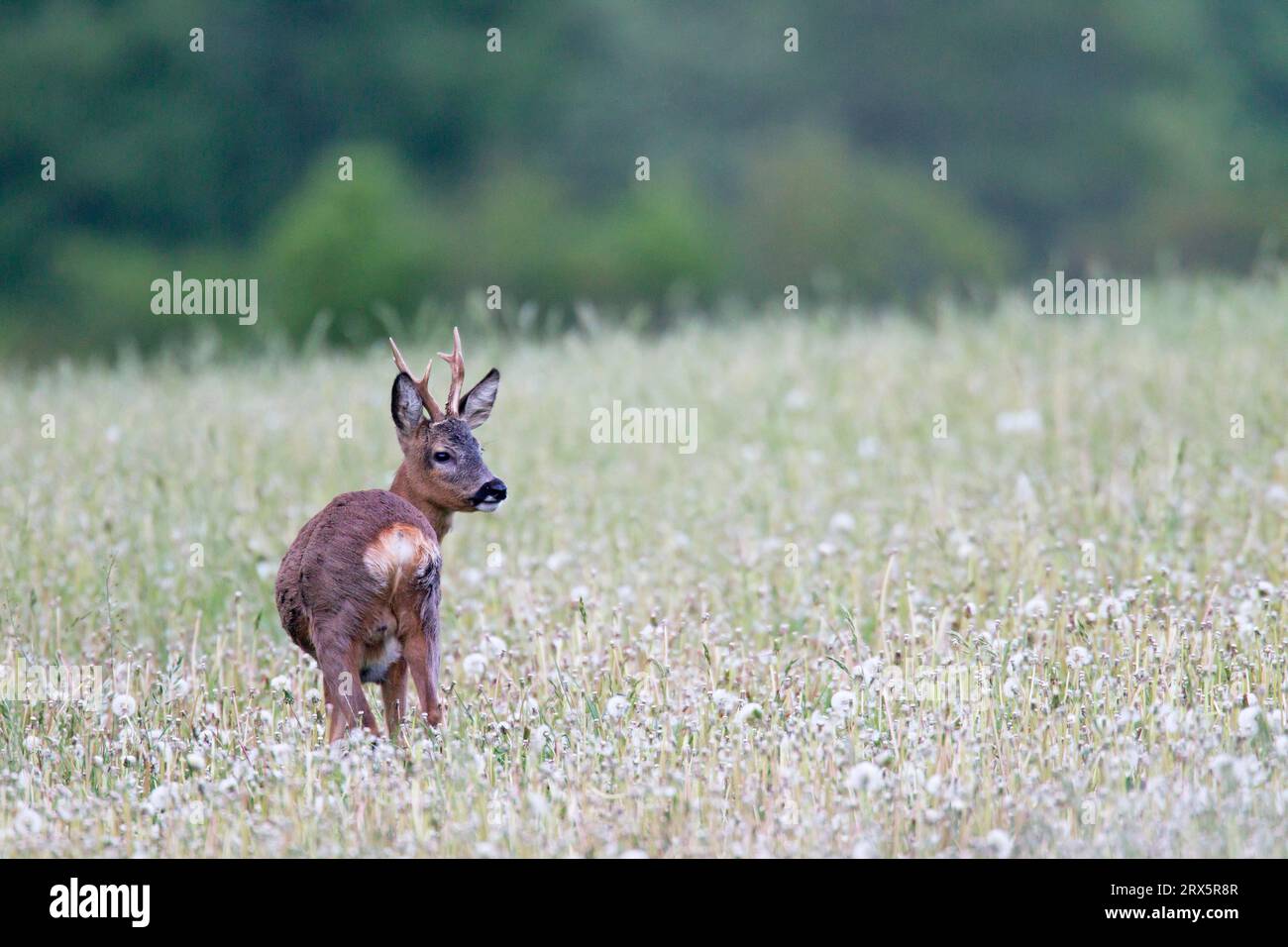 European roe deers (Capreolus capreolus) are a common and widespread species in many parts of Europe (European Roe Deer) (Photo Roebuck grazes on a Stock Photo