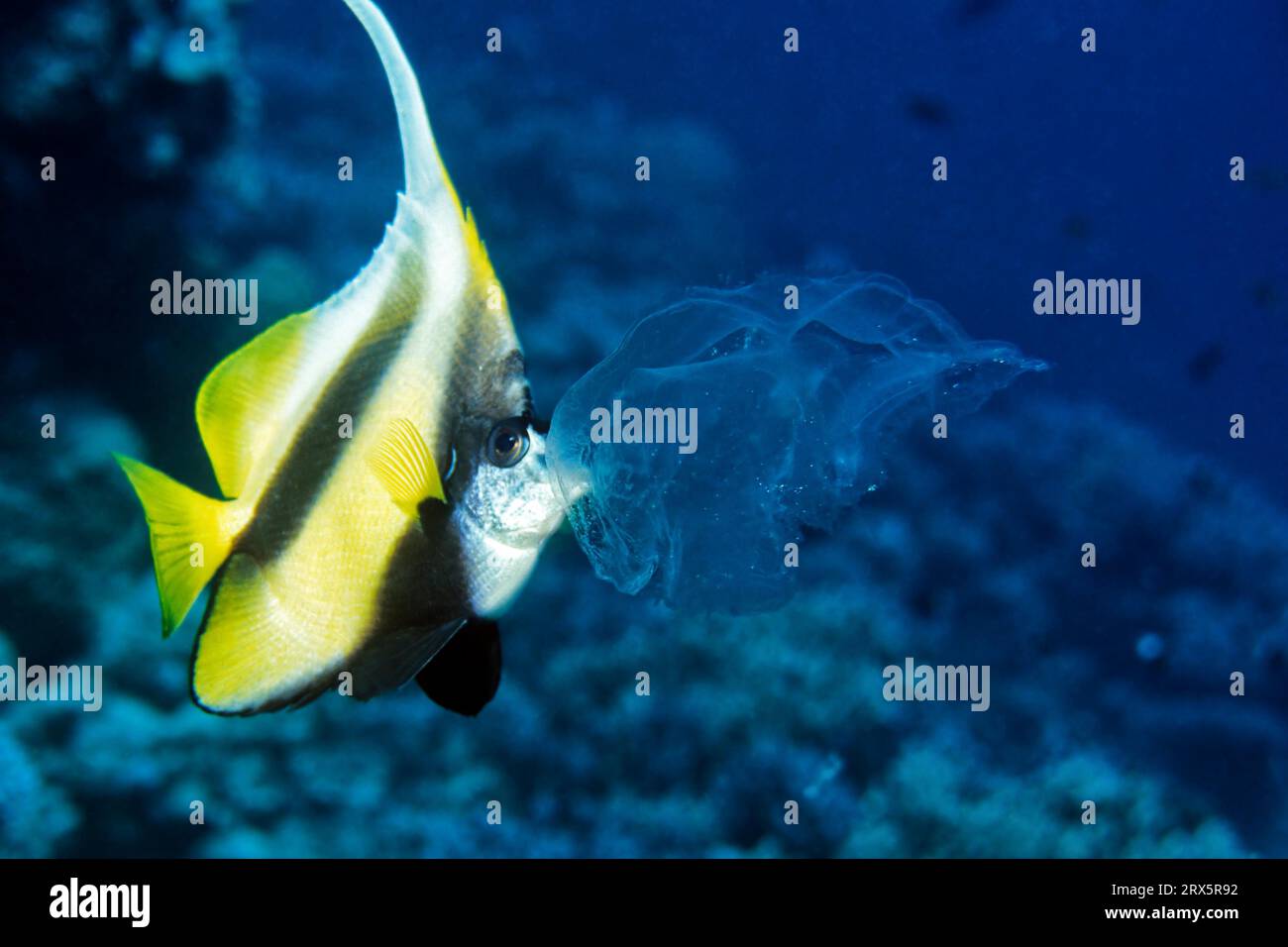 Pennant fish eats jellyfish, Red Sea near El Quseir, Egypt Stock Photo