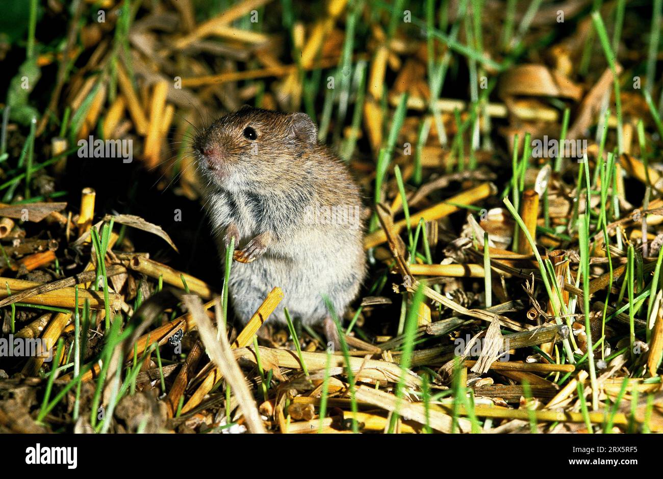 Field mouse in stubble field Stock Photo Alamy