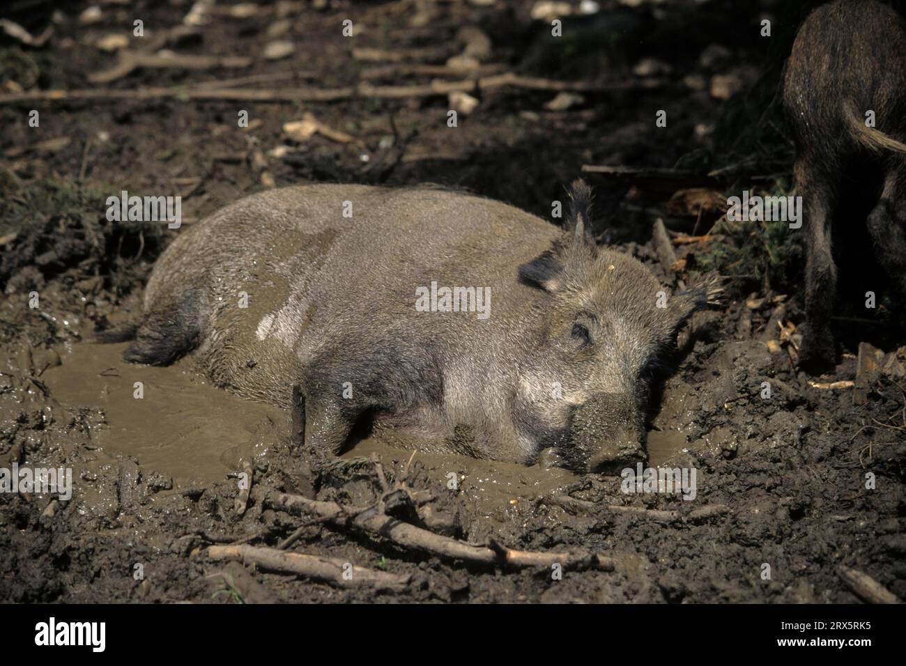 Wild boar wallowing hi-res stock photography and images - Alamy