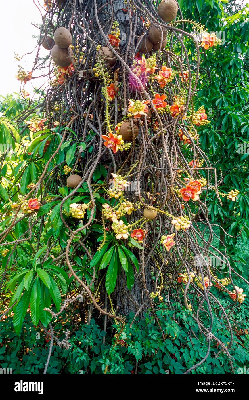 Nagalinga flower tree (Couroupita guianensis) cannon ball tree Tamil