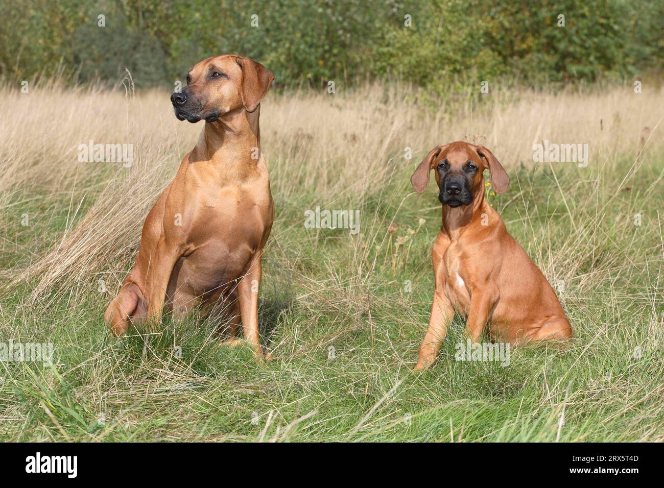 Ridgeback 14 sale