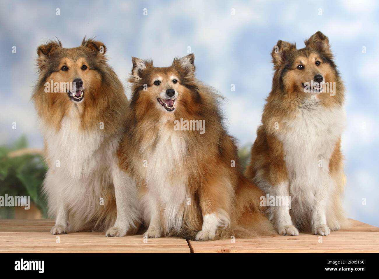 Shelties, Shetland Sheepdog Stock Photo