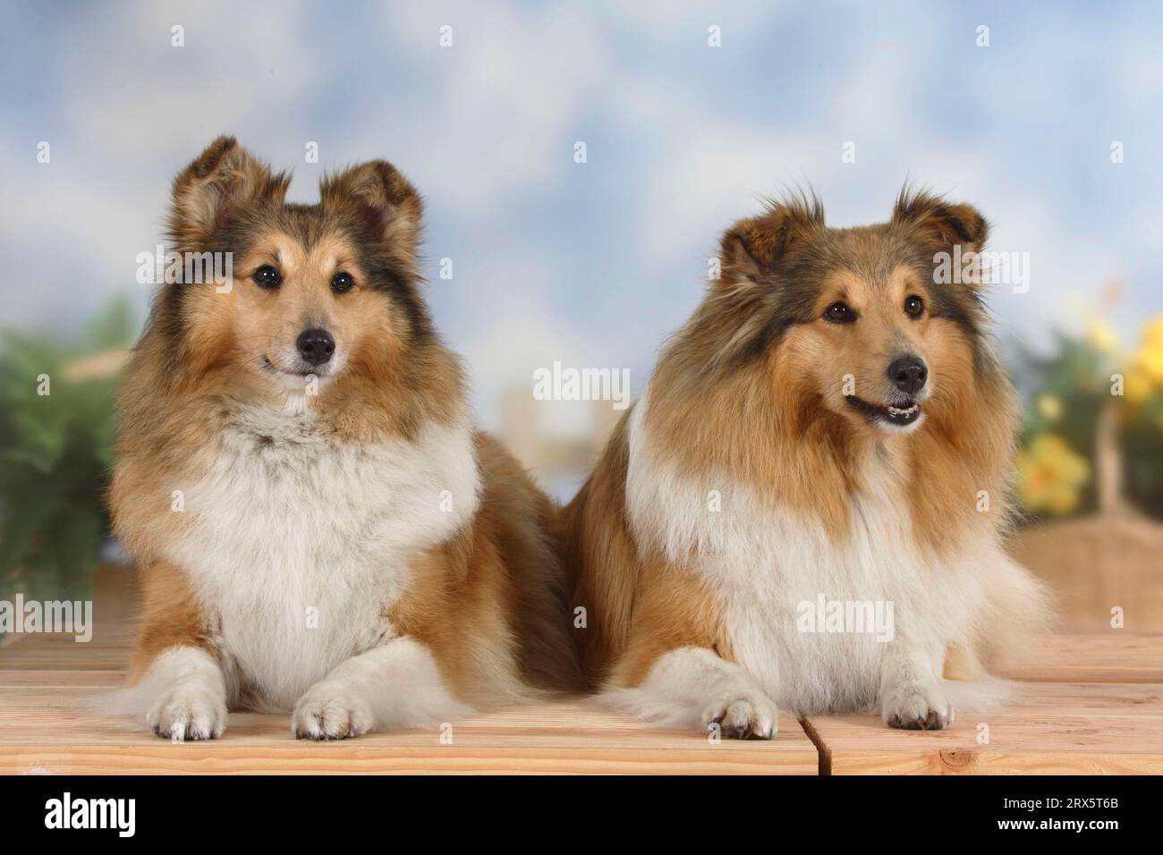 Shelties, Shetland Sheepdog Stock Photo