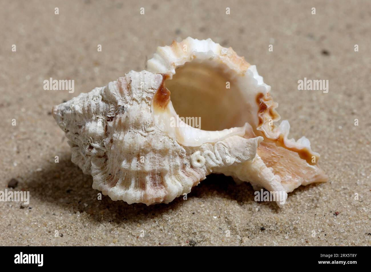 Lace Murex, snail shell, Sanibel Island, Florida, USA (Chicoreus dilectus) Stock Photo