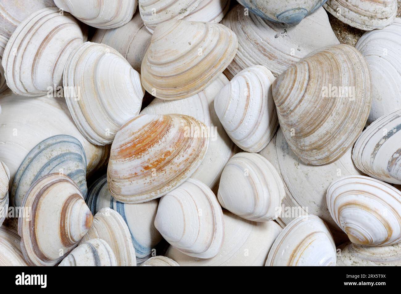 Surf Clam shells, France (Spisula subtruncata Stock Photo Alamy