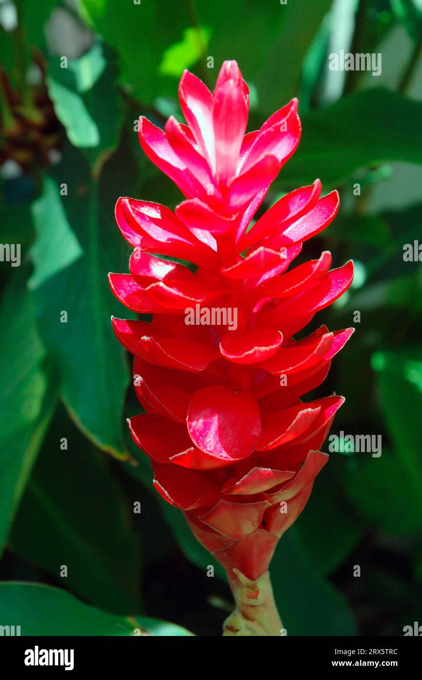 Alpinia, Costa Rica (Alpinia purpurata Stock Photo - Alamy