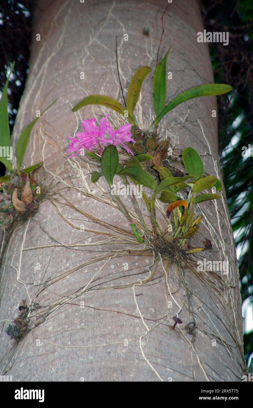 Orchid on palm, Costa Rica (Cattleya skinneri) Stock Photo