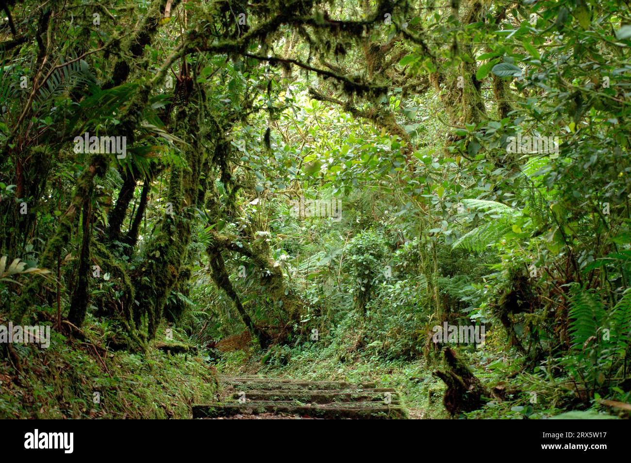 Tropical Rainforest, Monteverde Cloud Forest Biological Reserve, Monteverde National Park, Costa Rica Stock Photo