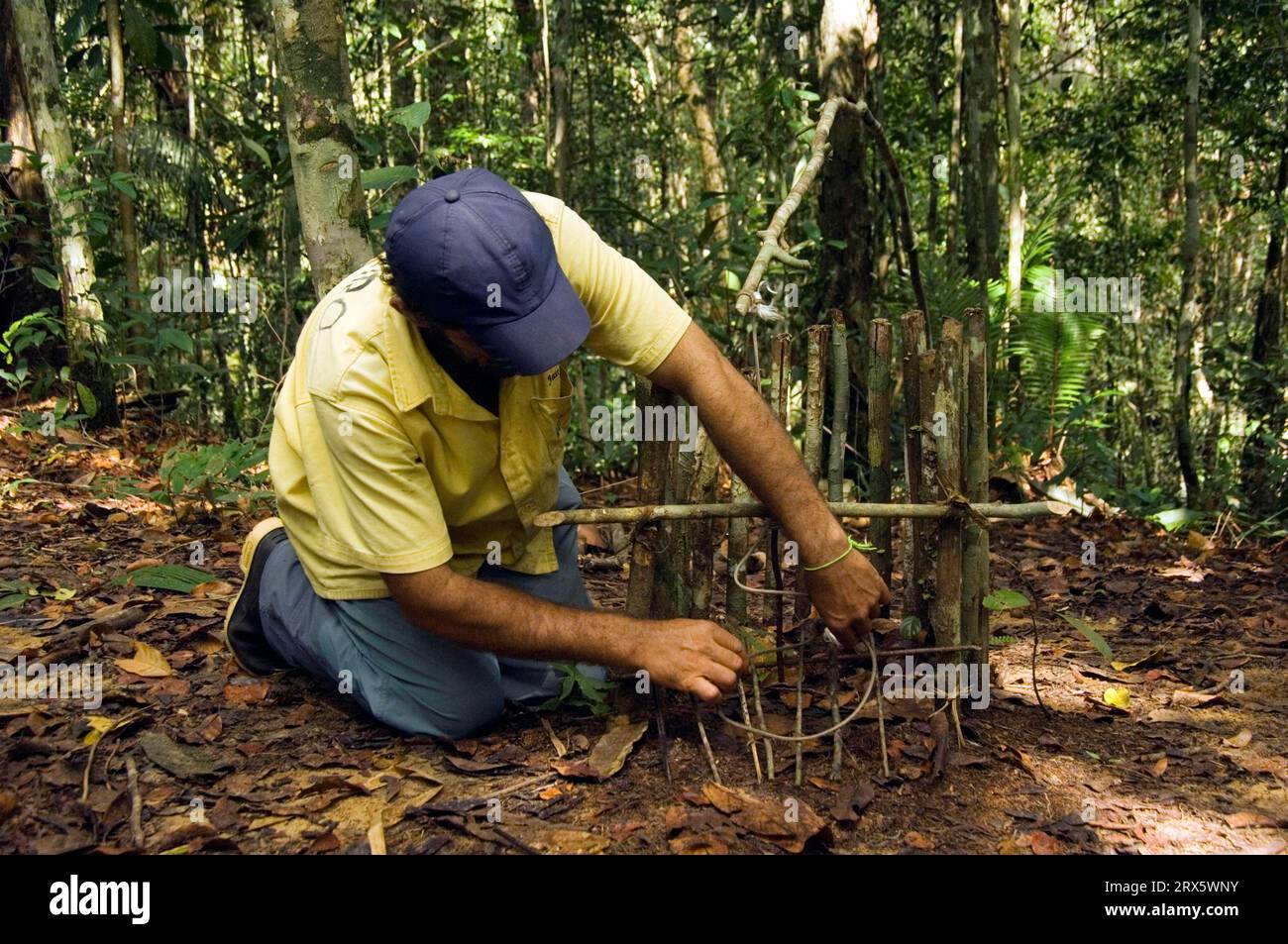 Hunter builds Aguti trap, Amazonas State, Brazil Stock Photo