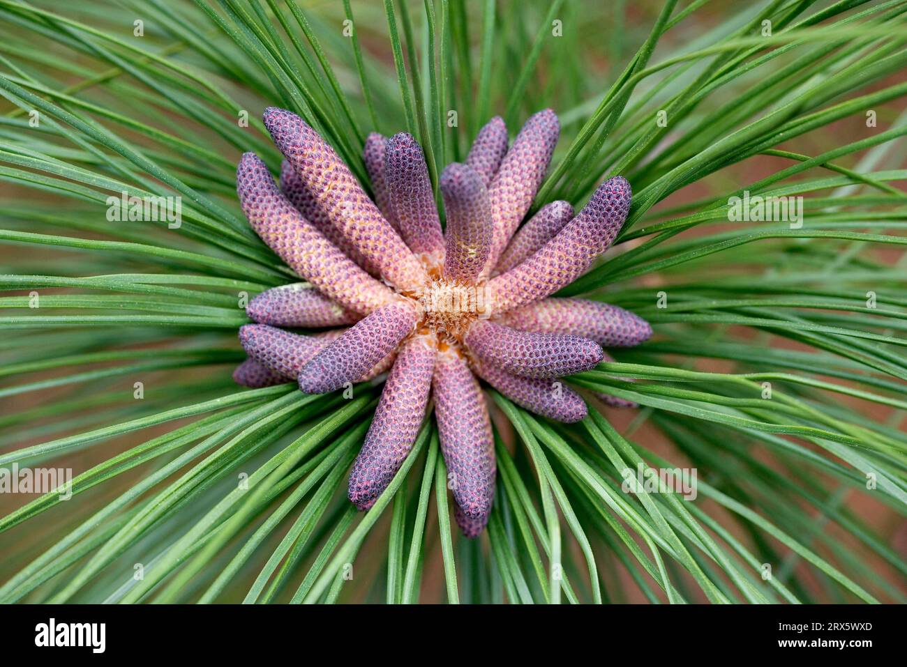 Caribbean (Pinus elliottii) pine, Florida, Elliot pine, USA Stock Photo