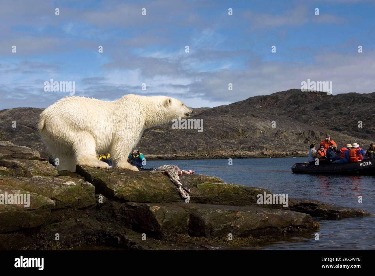 Tourists in rubber dinghy watching polar bear (Thalassarctos maritimus