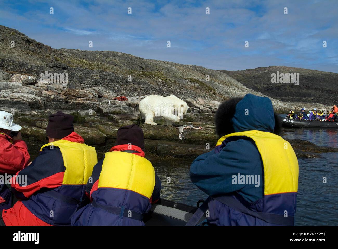 Tourists in rubber dinghy watching polar bear (Thalassarctos maritimus