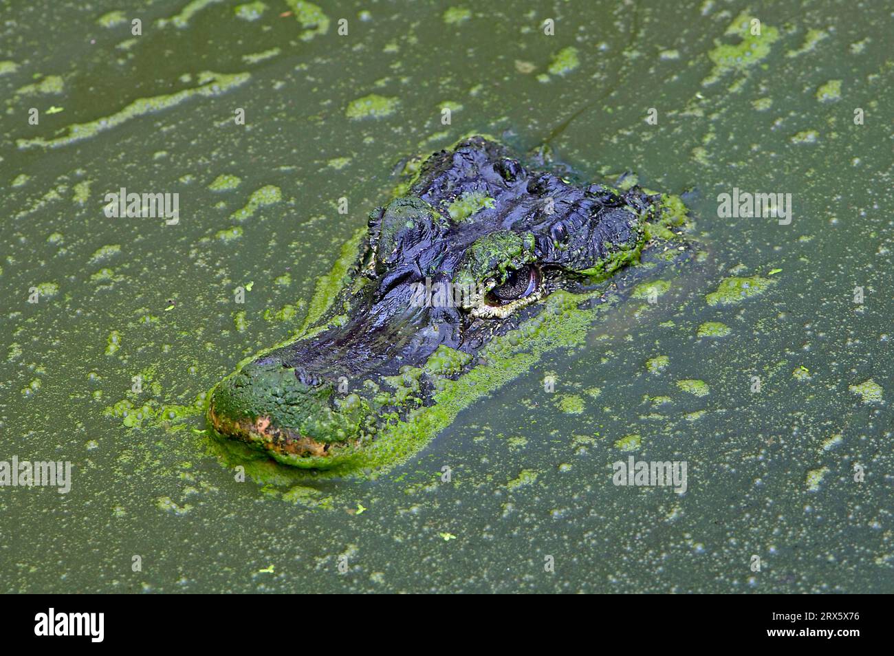 Chinese chinese alligator (Alligator sinensis) Stock Photo