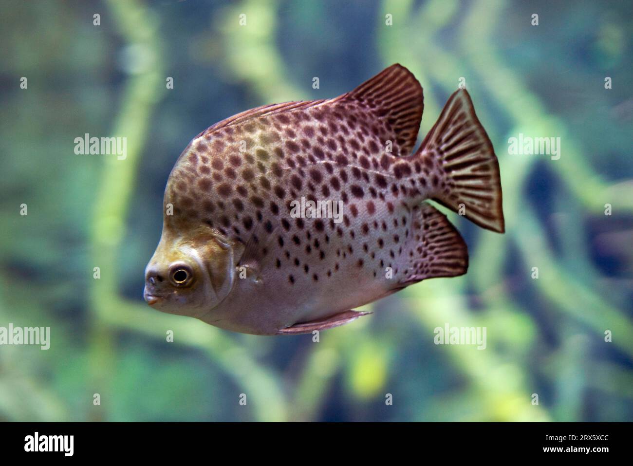 Red argus fish (Scatophagus argus atromaculatus), red-fronted argus, red argus, lateral, detachable Stock Photo