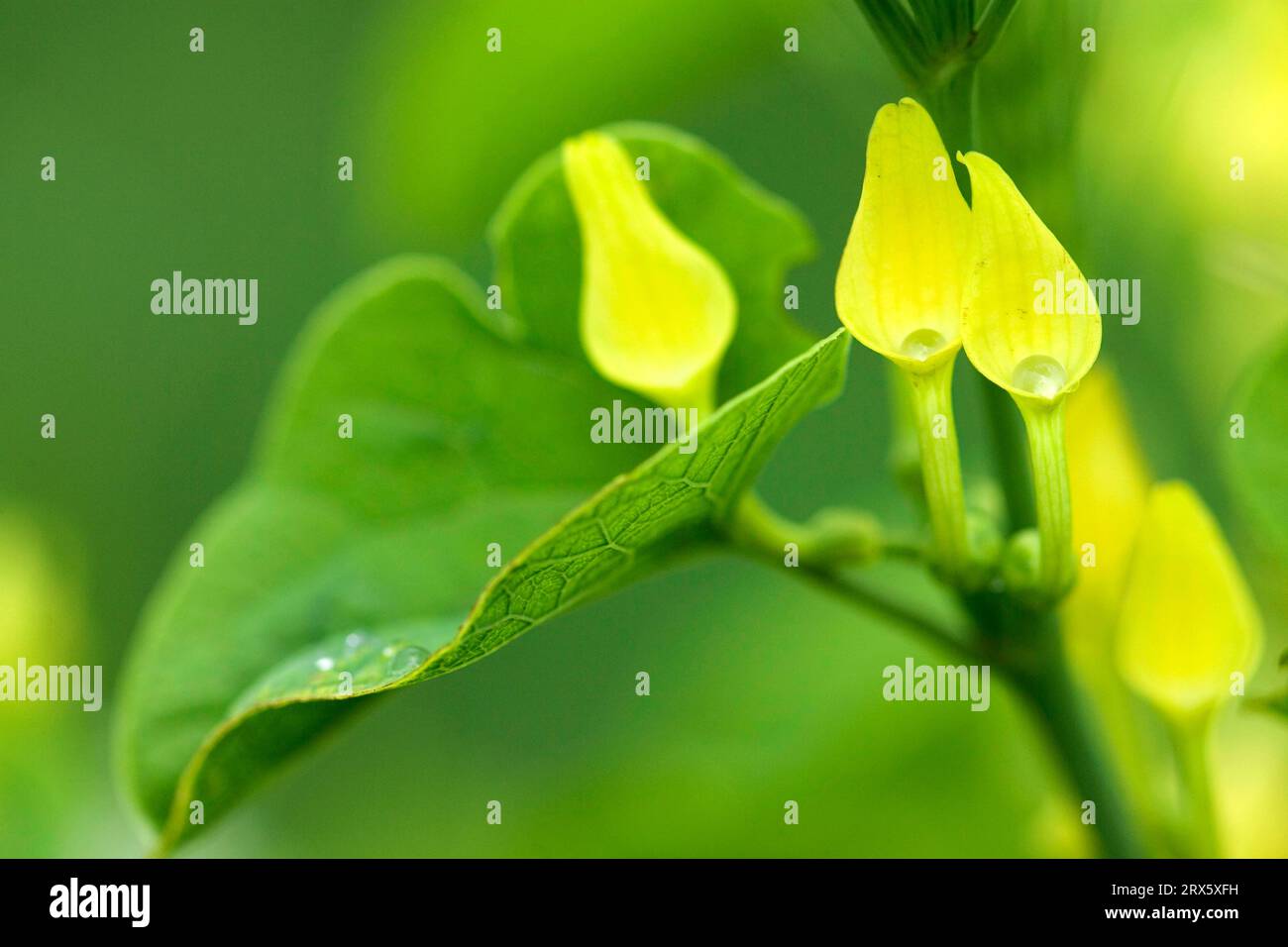 Birthwort (Aristolochia clematitis), Bulgaria, Birthroot Stock Photo ...