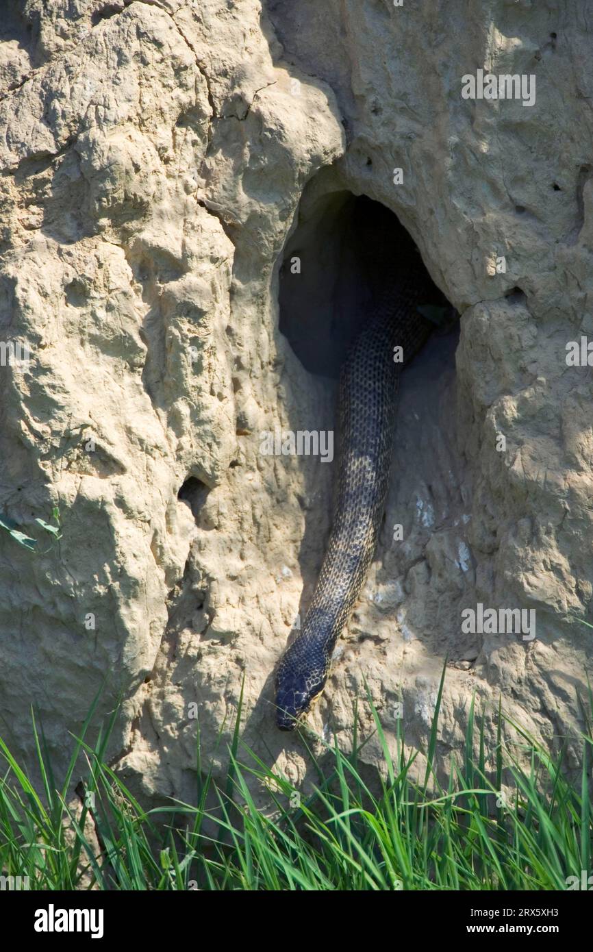 Four-lined Snake (Elaphe quatuorlineata) crawls out of bee-eater cave, Bulgaria Stock Photo