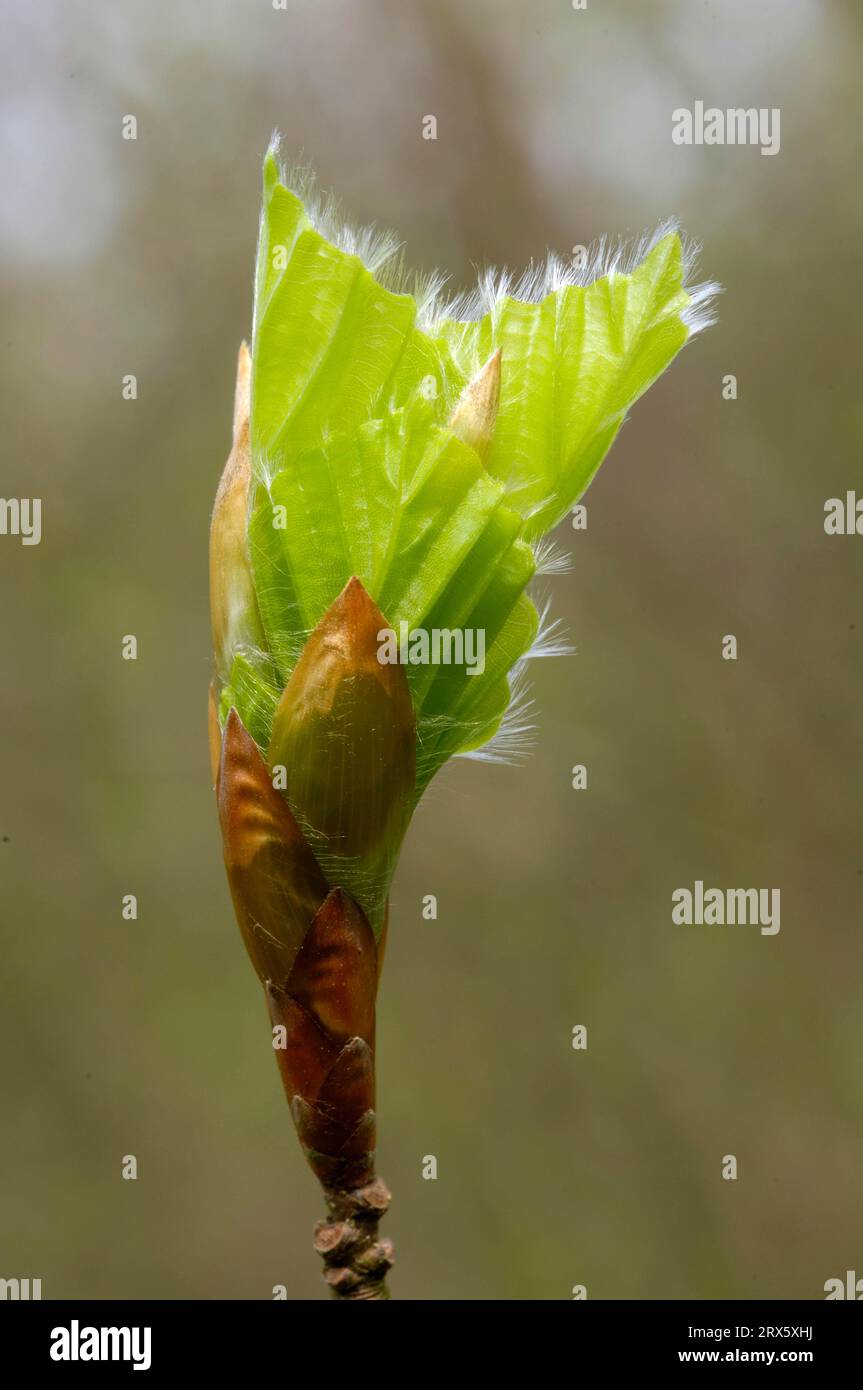 Beeches (Fagus) unfolds Stock Photo