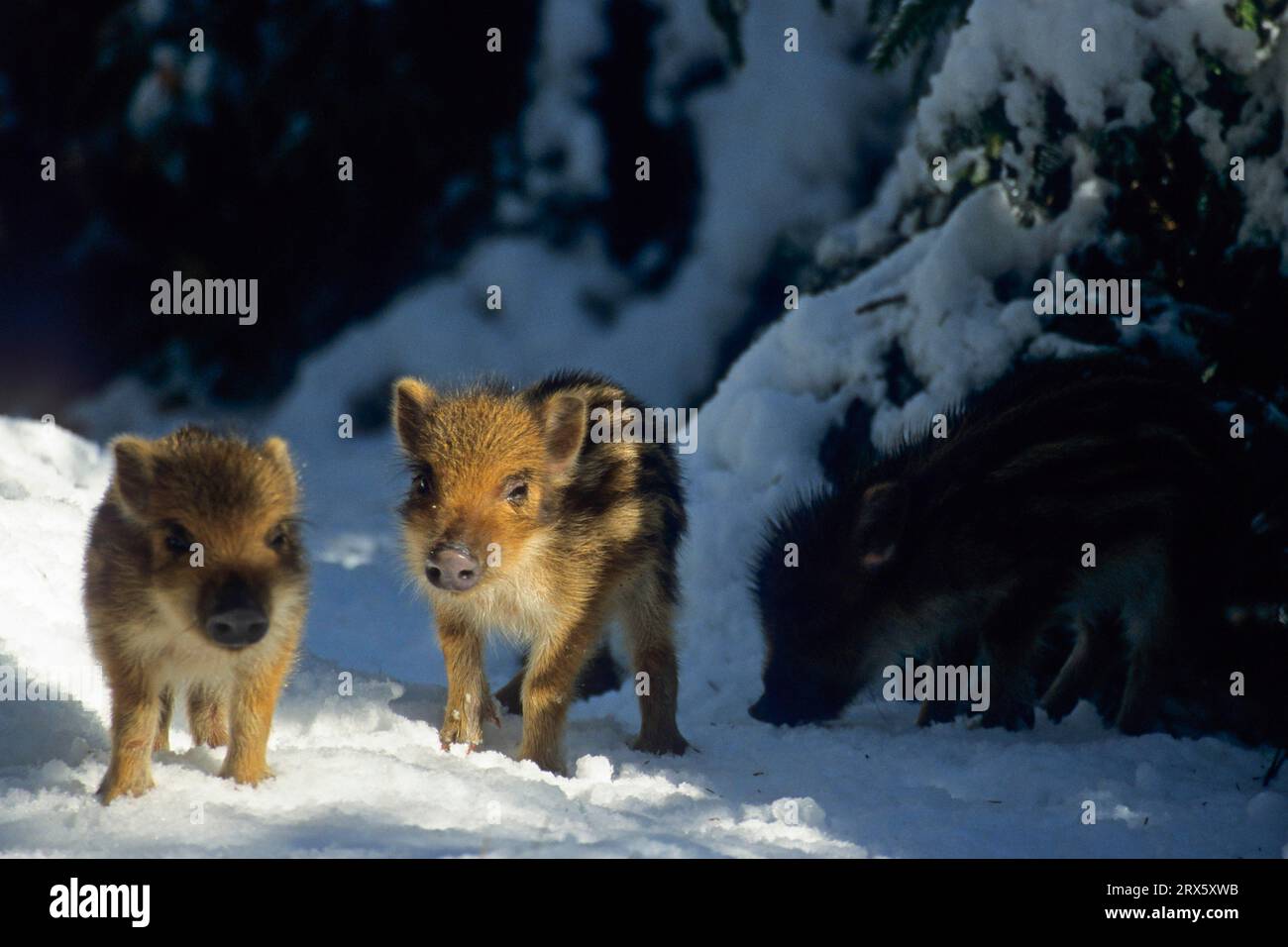 Wild boar (Sus scrofa), evidence shows that the first animals were